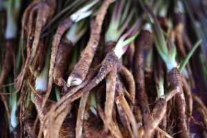 Gin botanicals angelica root